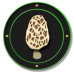 Morel